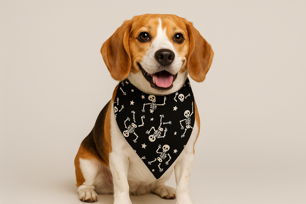 Beagle wearing the dancing skeleton bandana